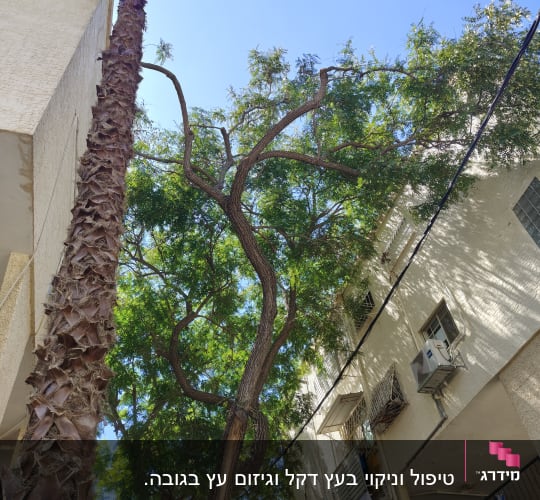 עץ גבוה ליד בניין מגורים, מתאים לגיזום